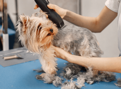 service details post banner